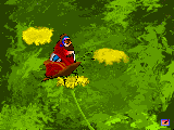 Papillon.gif
